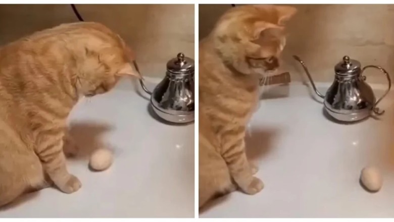 Unlikely Battle Unfolds in Kitchen: Cat vs Egg, Gravity Defied!