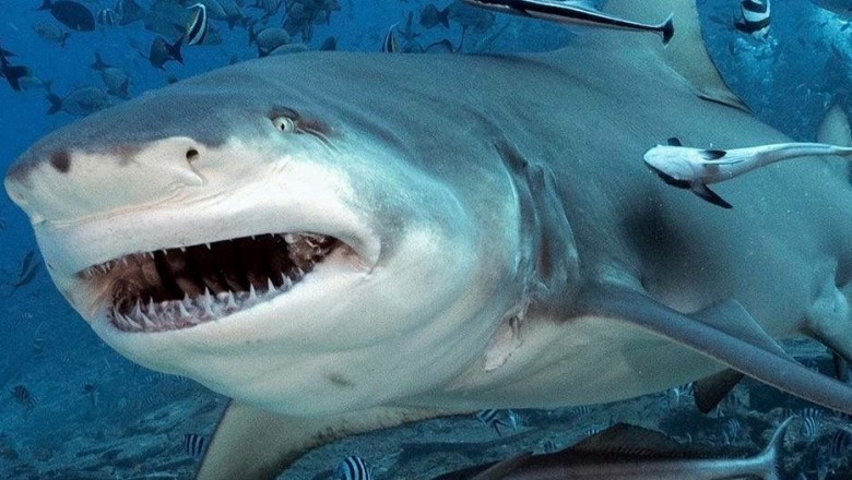 Unveiling the Truth: The Ganges Shark's Innocence in Human Attacks Exposed