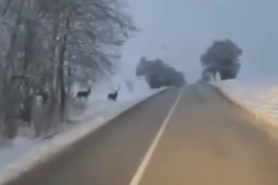 Deerly Hilarious: A Wild Deer Surprises Drivers on the Road!