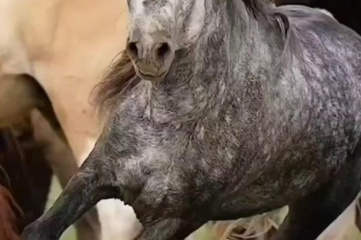 Horsing Around: The Hilarious Adventures of Beautiful and Strong Horses