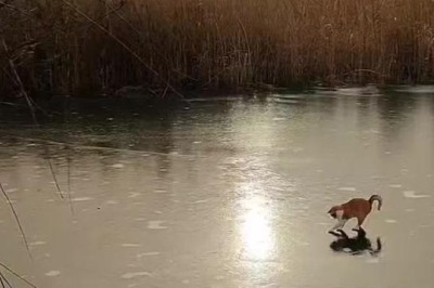 Ice Breaker: Witness the Hilarious Dance Moves of a Cat on an Icy River