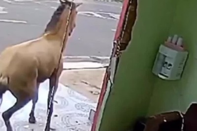 Shattering Expectations: The Hilarious Glass-Breaking Horse