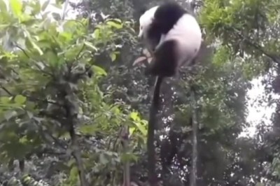The Clumsy Panda Chronicles: An Adorably Hilarious Plummet from a Tree