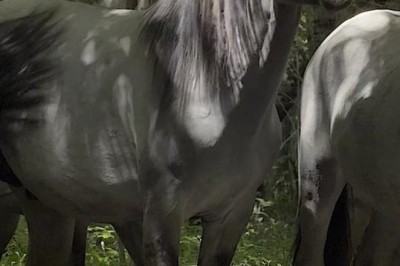 The Hilarious Horse Showdown