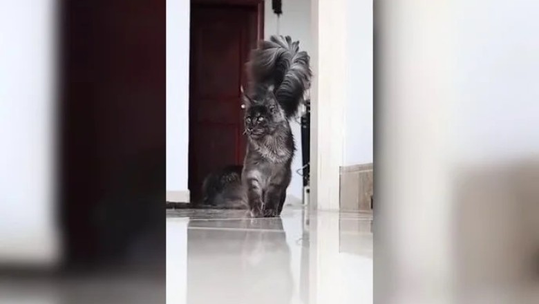 The Majestic Maine Coon: Beauty and Power in Their Enormous Tails