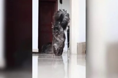 The Majestic Maine Coon: Beauty and Power in Their Enormous Tails