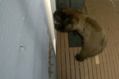 The Uninvited Visitor: A Bear's Bold Attempt Through the Dog Door