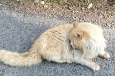 A Police Officer's Act of Kindness: Rescuing a Distressed Cat Touches Hearts