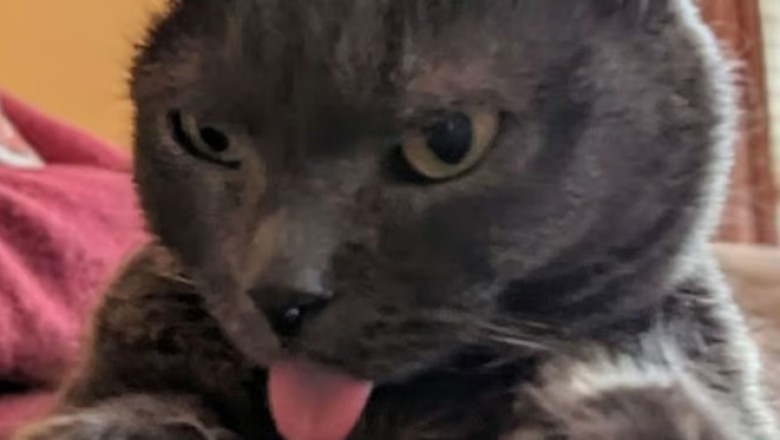 A Tale of Resilience and Love: Jalapeno's Journey from Broken to Beloved