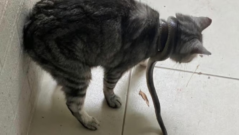 Brave Pet Owner Rescues Cat from Venomous Snake Encounter