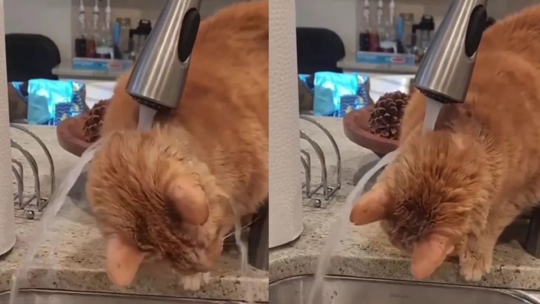 Cat's Epic Battle with Water Goes Viral: Watch as Hilarity Ensues