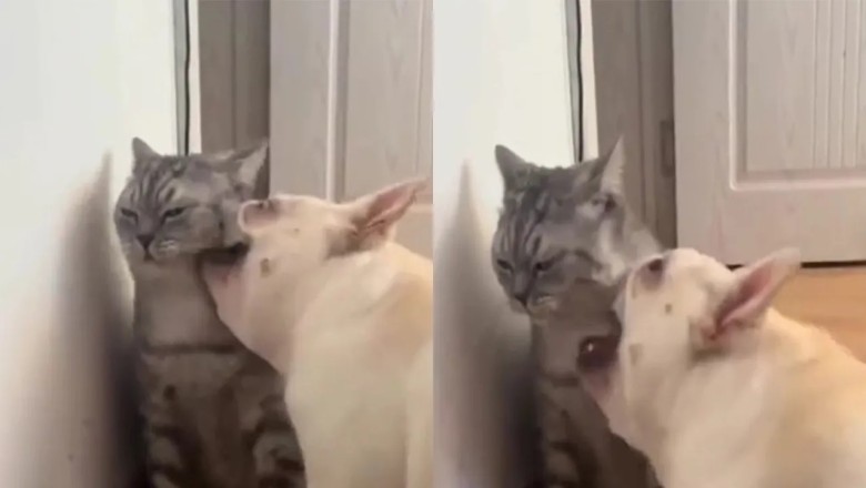Hilarious Feline-Canine Escapades: The Unlikely Friendship of Kotofey the Cat and the Persistent Bulldog