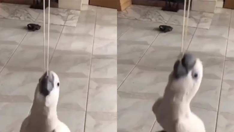 Hilarious Parrot Takes the Internet by Storm with Elastic Band Swing