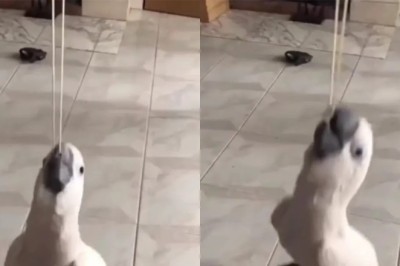 Hilarious Parrot Takes the Internet by Storm with Elastic Band Swing