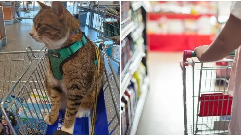 Purr-fect Shopping Companion: Cat Spotted in Supermarket Cart Sparks Controversy!