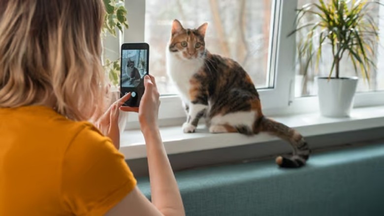 Study Reveals Surprising Preference for Photographing Cats Over Partners