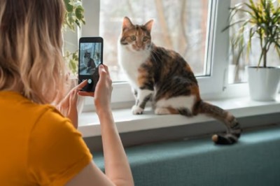 Study Reveals Surprising Preference for Photographing Cats Over Partners