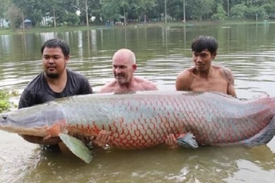 The Arapaima: Meet the Giant Fish that Can Breathe Air!