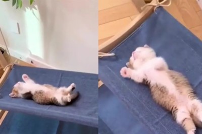 The Hilarious Tale of a Sleepy Kitten's Lazy Exercise