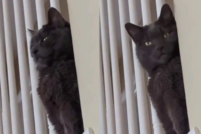 The Mischievous Cookie Thief: A Secret Agent Cat's Hilarious Plot Unfolds