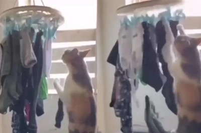 The Purrrfect Housekeeper: Cat Takes on the Laundry, Leaves Paw-sitive Vibes Online!