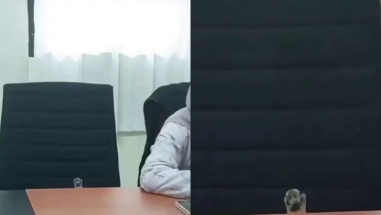 The Remarkable Proposal: How a Cat's Hilarious Intervention Revolutionized a Company Meeting