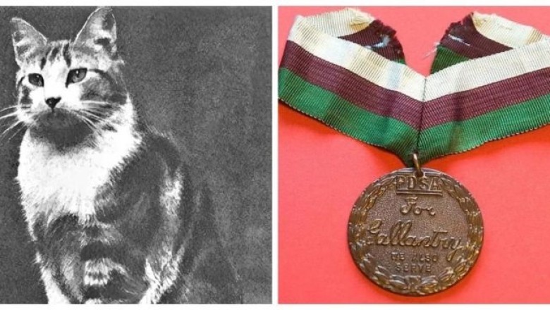 The Remarkable Tale of Faith, the Courageous Church Cat Who Defied the London Blitz