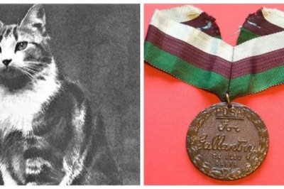 The Remarkable Tale of Faith, the Courageous Church Cat Who Defied the London Blitz