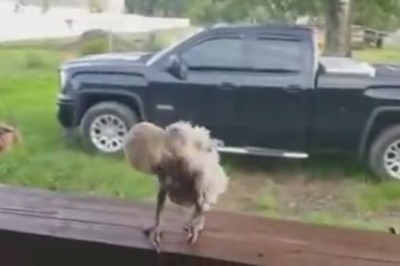 Feathers and Moves: The Groovy Parrot Dance Bonanza!