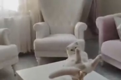 Fruit Salad Supervision: A Kitty Takes Charge!