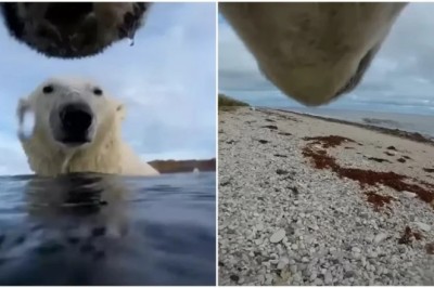 Melting Ice and Vulnerable Polar Bears: Shocking Experiment Reveals Startling Insights
