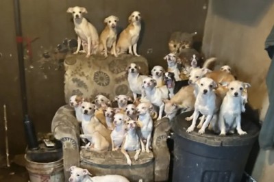 Miraculous Animal Rescue: 66 Dogs, 9 Cats, and a Parrot Saved from Locked House