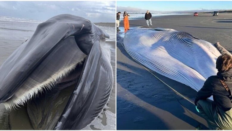 Rare Fin Whale Washes Up on Oregon Coast - A Threatened Species in Distress