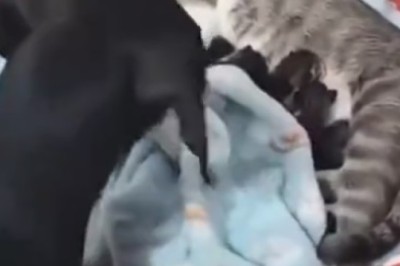 Unlikely Partners: A Hilarious Dog Comes to the Rescue of a Cat and Her Kittens!