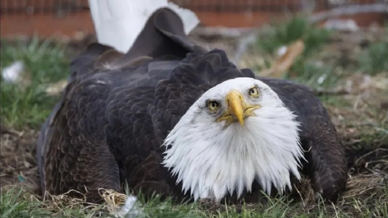 Heartwarming Eagle Tale: Unlikely Fatherhood and Conservation Impact