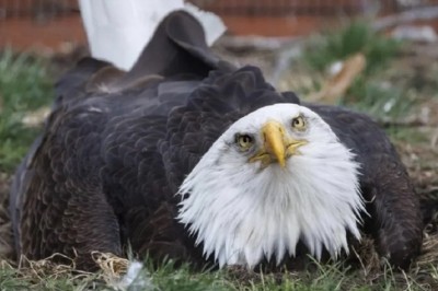 Heartwarming Eagle Tale: Unlikely Fatherhood and Conservation Impact