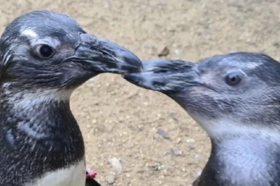 Heartwarming Friendship Between Two Penguins: The Inspiring Story of Compassion and Support