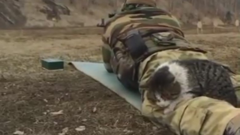 CAT-astrophe Alert! 😹🚨 Watch This Hilarious Cat React to Soldier Training Sounds!