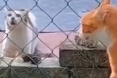 Cat Fight Showdown: Two Felines Duke it Out in an Epic Battle!