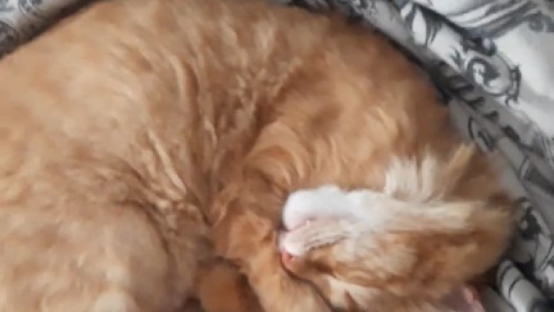 Cat Nap Chronicles: The Most Epic Sleepy Feline Fail Ever Caught on Camera!