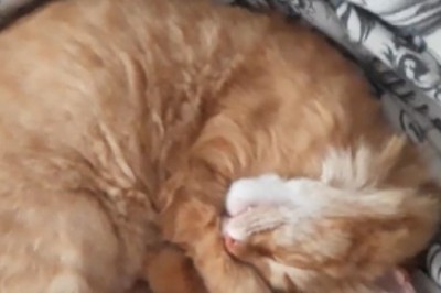 Cat Nap Chronicles: The Most Epic Sleepy Feline Fail Ever Caught on Camera!