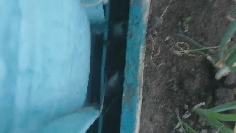 Hilarious Escape Attempt: Watch a Small Animal Get Stuck Between Two Walls