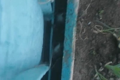 Hilarious Escape Attempt: Watch a Small Animal Get Stuck Between Two Walls