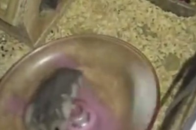 Hilarious Hijinks: Watch a Mouse Get Electric with Its Impromptu Spin Dance! 🐭⚡️😂