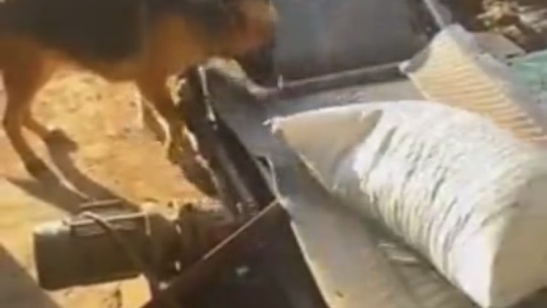 Hilarious Working Sheepdog Goes Rogue: Comedy Ensues on the Farm! 🐑🐶😂
