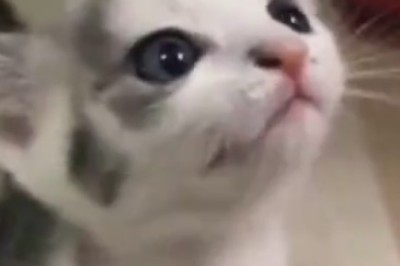 Mesmerizingly Adorable: Watch This Beautiful Kitten Steal Hearts and Spread Cuteness Everywhere!