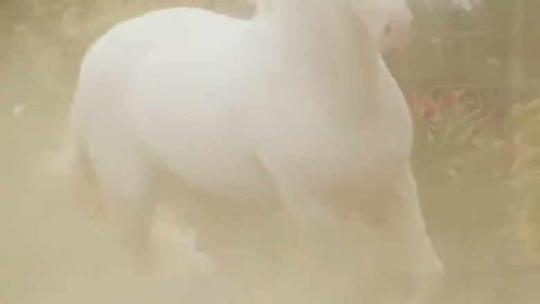 Neigh-saying to Negativity: 🐴✨ Witness the Hilarity as this Nice Horse Brightens Everyone's Day!