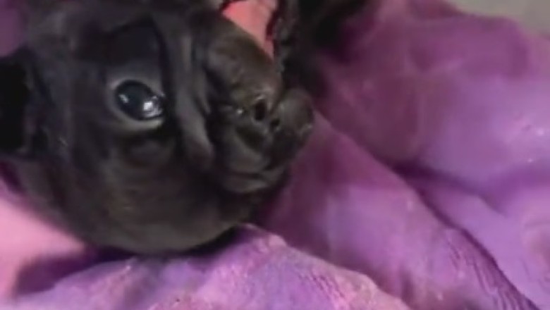 Pawsitively Hilarious: 🐾🤣 Tiny Dog's Infectious Laughter Will Brighten Your Day!