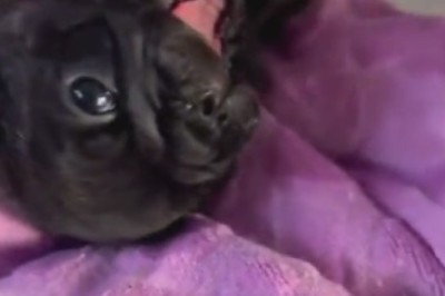 Pawsitively Hilarious: 🐾🤣 Tiny Dog's Infectious Laughter Will Brighten Your Day!