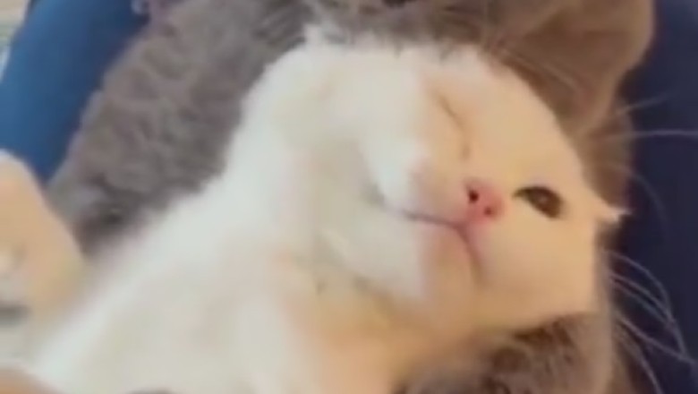 Purr-fect Hug Alert: Adorable Cats Embrace in a Heartwarming Cuddle Fest! 🐱💕